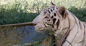 Falcor resting by a pool