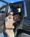 Officer Geraurd saving Turtle slowing traffic in downtown San Andreas on HWY 49