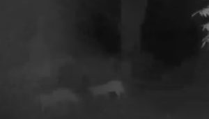 Mountains Lions Captured On Video In Sonora