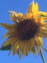 Praying Mantis on SunflowerUniversity of California Cooperative Extension Master Gardener Diane Miller of Tuolumne County