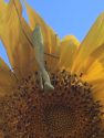 Praying Mantis on SunflowerUniversity of California Cooperative Extension Master Gardener Diane Miller of Tuolumne County