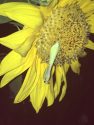 Praying Mantis on SunflowerUniversity of California Cooperative Extension Master Gardener Diane Miller of Tuolumne County
