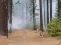 Prescribed Burning In Calaveras Big Trees