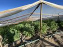 One of the nine illegal pot grows in Jupiter raided by the Cannabis Enforcement Task Force