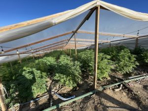 One of the nine illegal pot grows in Jupiter raided by the Cannabis Enforcement Task Force