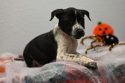 One of the rescued puppies rescued by Tuolumne County Animal Control officers
