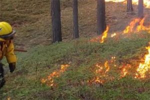 Prescribed burning