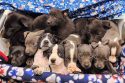 Some of the sixteen puppies rescued during the Jupiter illegal grow raids
