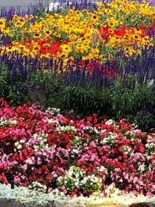Grow a Summer Superstar: Coneflower