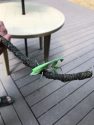 Preying Mantis