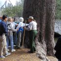 The 400 year-old Sugar Pine before it fell in Yosemite