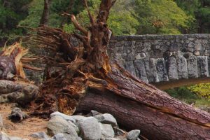 400 year-old Sugar Pine falls in Yosemite