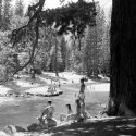 Achieved picture of the sugar pine tree