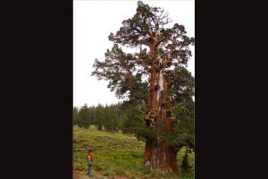 Bennett Juniper, the largest known juniper tree in the world, is estimated to be more than 3,000 years old