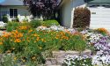Jim Bliss Photo of San Ramon Poppies and Daisies