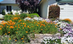 Jim Bliss Photo of San Ramon Poppies and Daisies