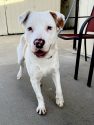 Lou injured in a crash in Valley Springs ready for a forever home