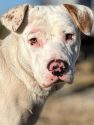 Lou injured in a crash in Valley Springs ready for a forever home