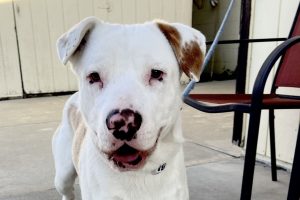Lou injured in a crash in Valley Springs ready for a forever home