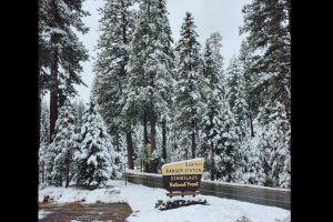 Snow in the Stanislaus National Forest