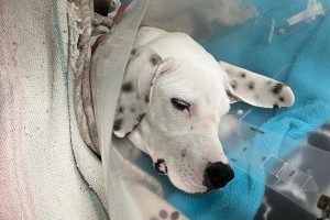 Winnie recovering after having leg surgery