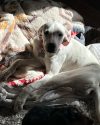 Winnie recovering after having leg surgery
