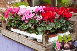 In the Holiday Mood: Cyclamen
