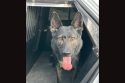 Amador County Sheriff's K9 Zidan after the arrest