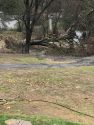 Large tree topples over on Heidi Lane off Italian Bar Road in the Columbia area of Tuolumne County
