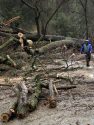 Large tree topples over on Heidi Lane off Italian Bar Road in the Columbia area of Tuolumne County