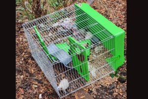 Pet rats abandoned in cage