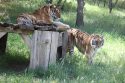 Two of the big cats, Rosemary and Morris living at PAWS