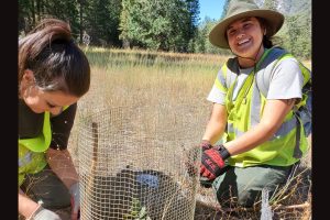 Volunteers planting oak saplings