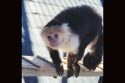Capuchin monkeys Zeppo moved to ARK 2000