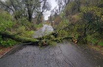 Downed tree due to storm system