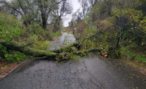 Downed tree due to storm system