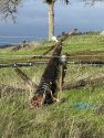 Downed power pole and lines close a section of Hogan Dam Road in Calaveras County