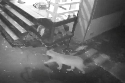 Mountain lion captured on security camera in the Phoenix Lake area 1-27-23