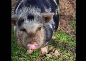 One of two Sus Scrofa Domesticus rescued by the Calavera County Animal Shelter