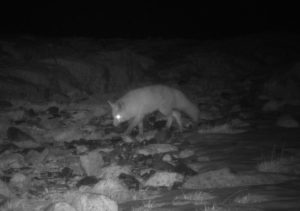 Sierra Nevada red fox near a camera station near Taboose Pass in March of 2022