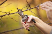 Pruning an fruit tree - Cutting Branches at spring