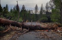Storm Cleanup in Tuolumne County