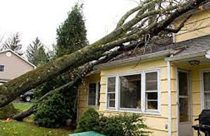 Tree damages home