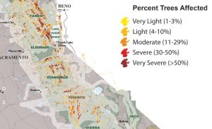 CA Tree Mortality