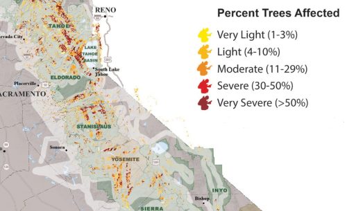 CA Tree Mortality