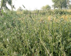 Weeds