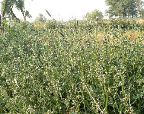 Weeds