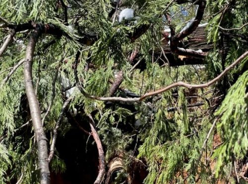 Uprooted tree in Crystal Falls damages main water line