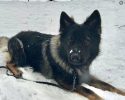 SPD Police Dog - Ridge
