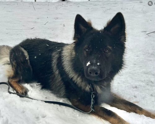 SPD Police Dog - Ridge